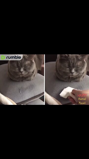 Funny and Cute Cat | So cute😹😻😻 “No, but my mouth runneth over…”