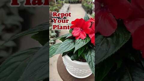 #shorts repot your #plant . #houseplants #gardening ☺️♥️🪴