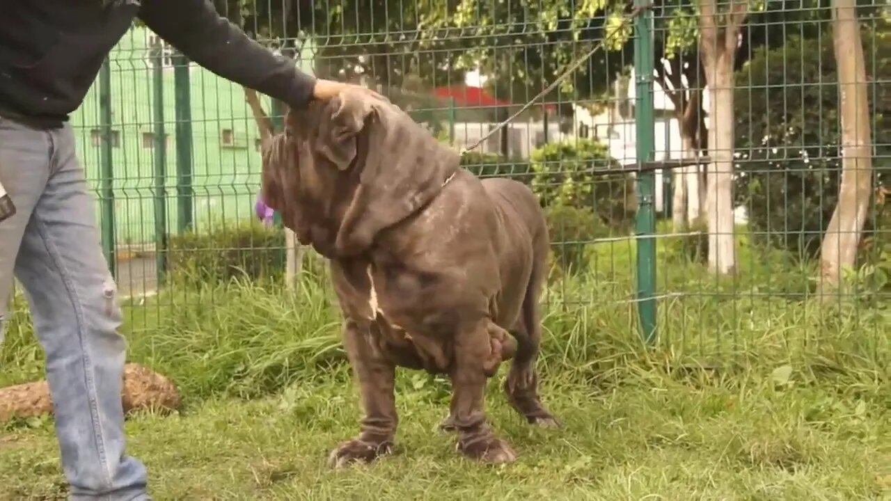 Vejam As 11 Raças de Cães Proibidas Banidas em Vários Países