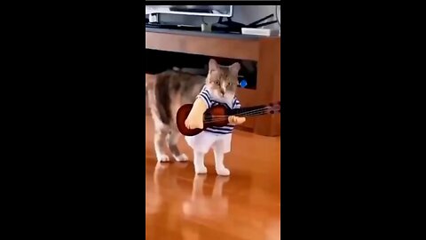 Funny cat