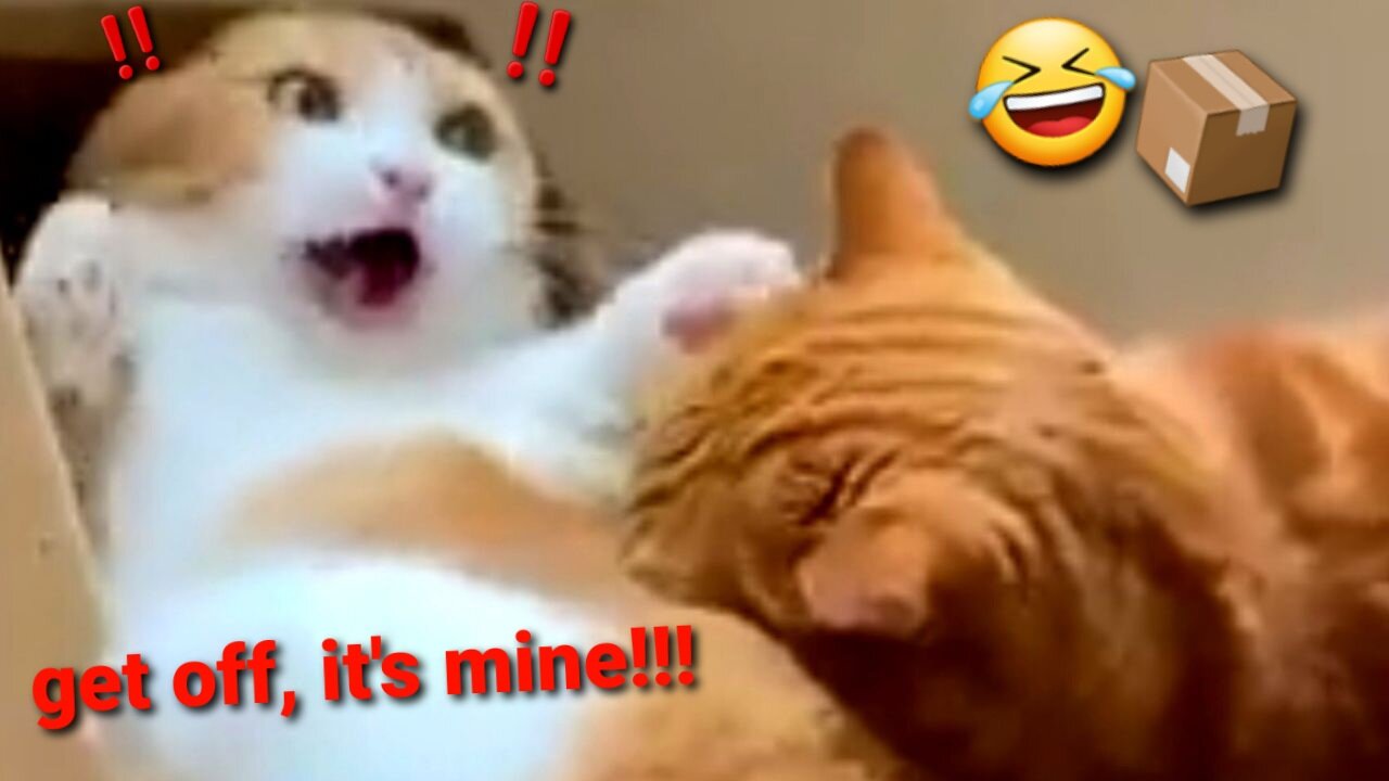 Funny Cats Fight Over a Box (so cute)!