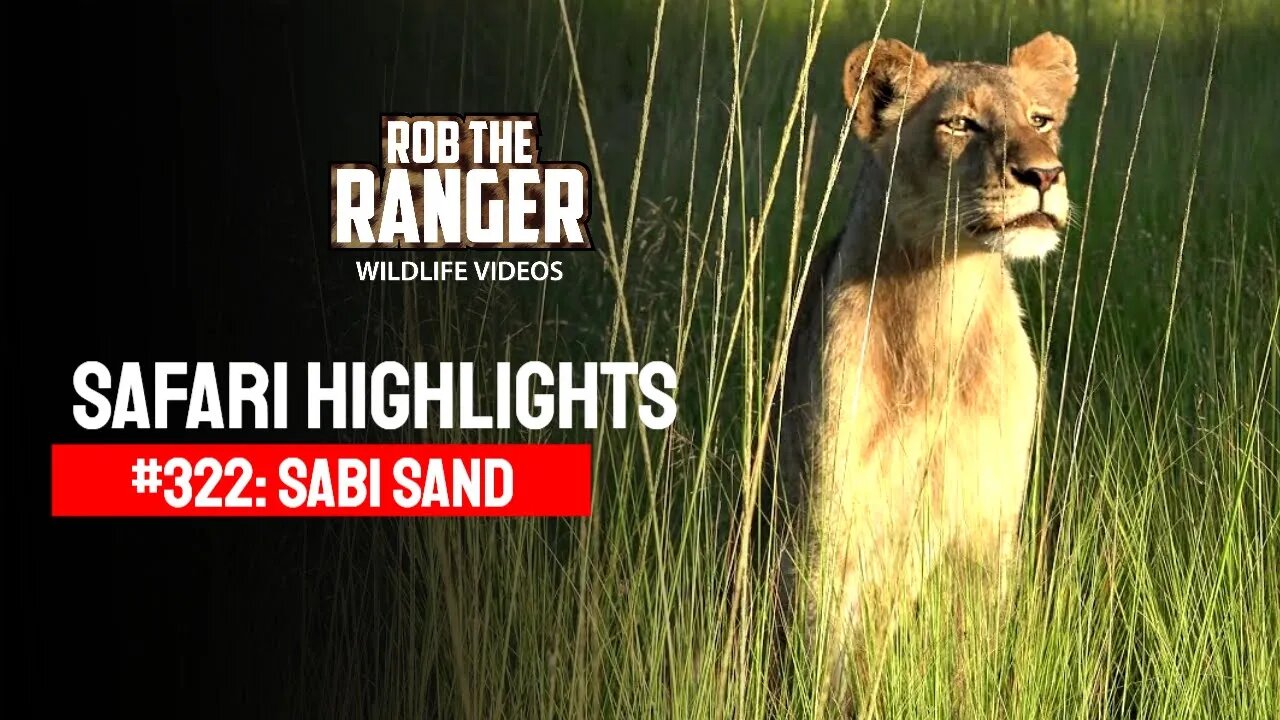 Safari Highlights #322: 12 - 15 February 2015 | Sabi Sand Nature Reserve | Latest Wildlife Sightings