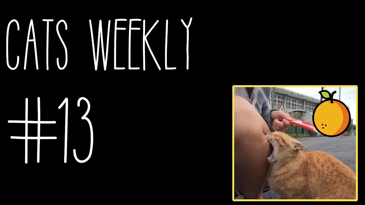 Cats Weekly (#13) – One Brain Cell To Rule Them All