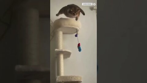 cute cat videos 😹 funny videos 😂