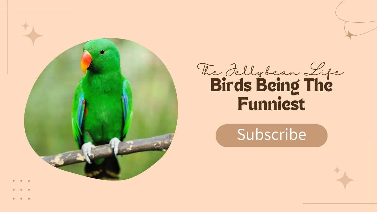 Birds Being the Funniest | Funny Parrot Compilation 2022 #4