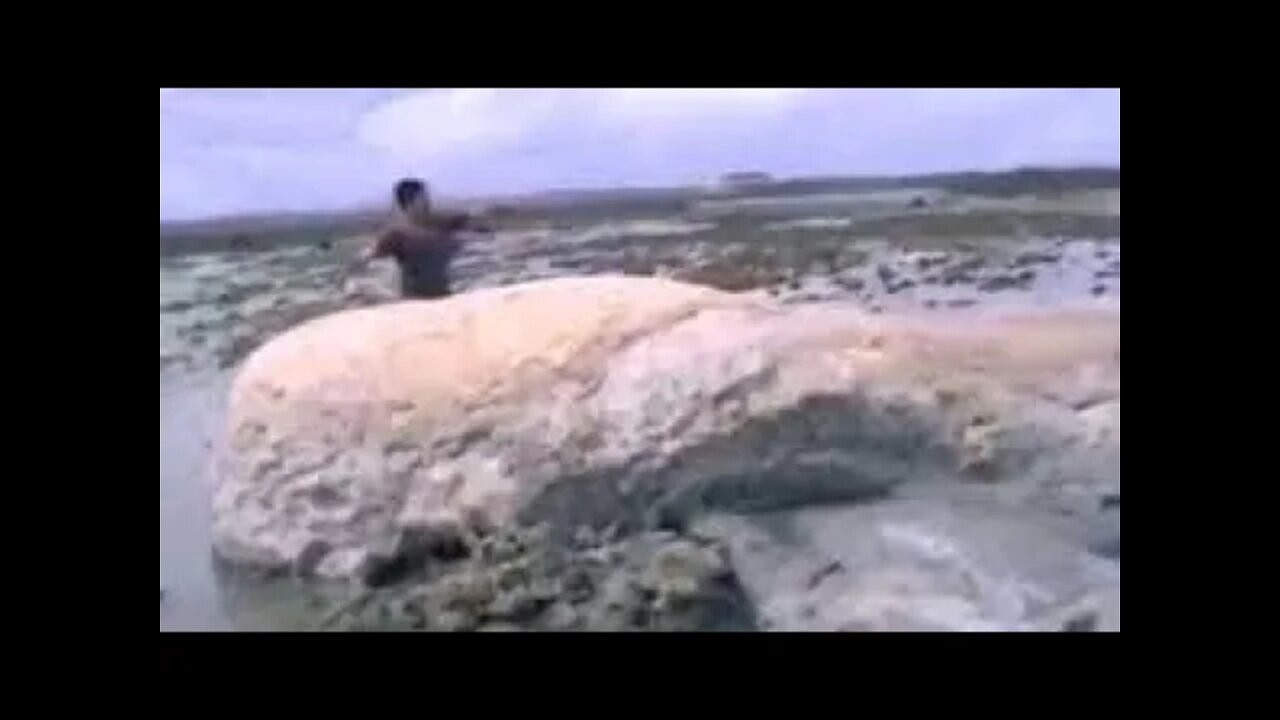 Sea Monster Filmed After Tsunami