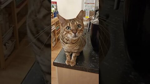 Asking my cat if he wants chicken? #bengalcat