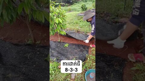 ការដាក់ជី 8-3-3