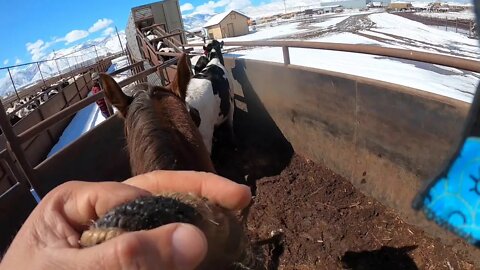 Just Factory Farmin