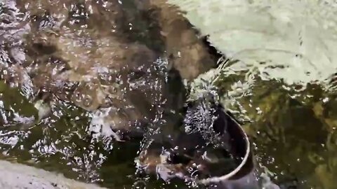 Stingray Fish In A Pool Swim To Surface