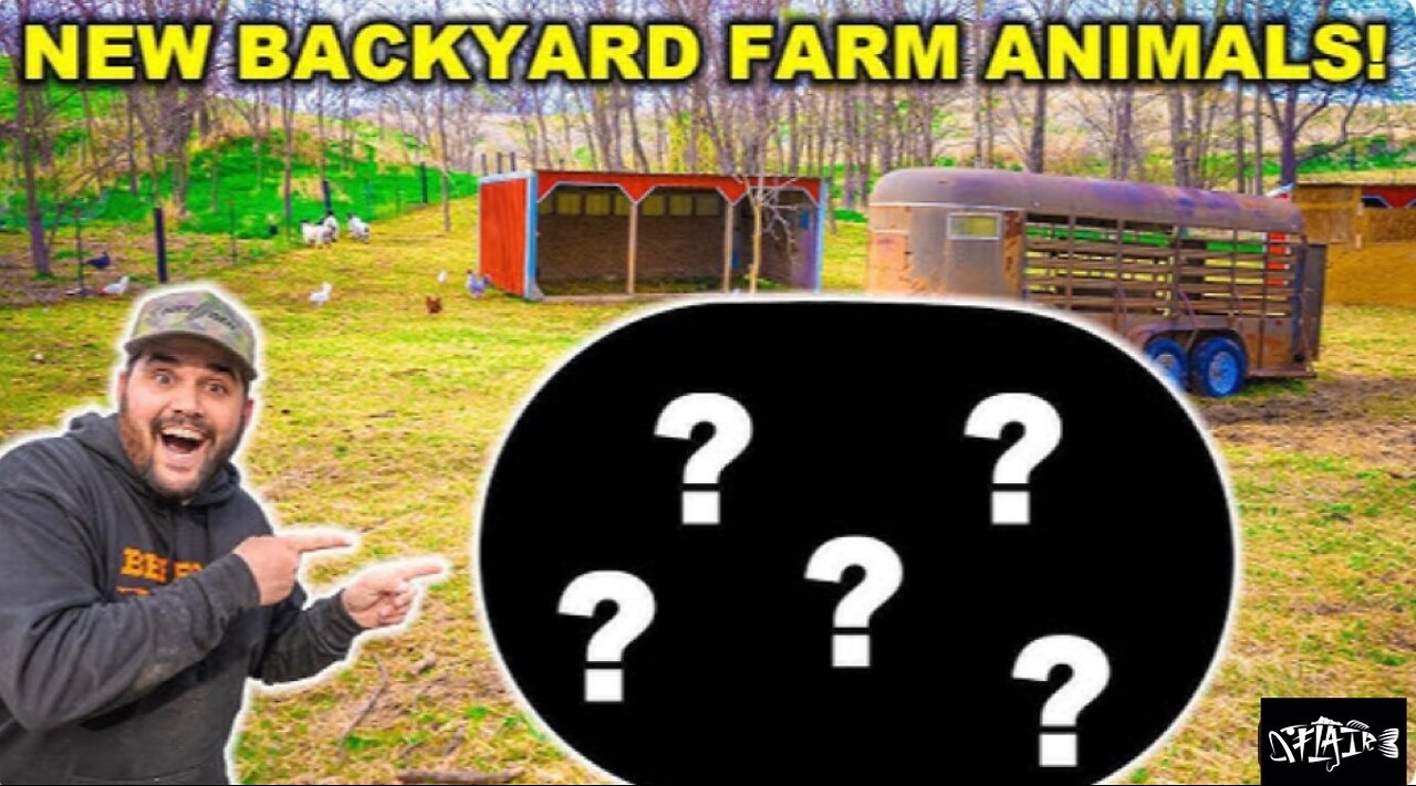 Buying MORE ANIMALS at the auction for the NEW BACKYARD. (Never had these before.)