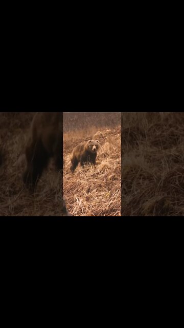 KODIAK Brown Bear BOWHUNT at 12 YARDS!