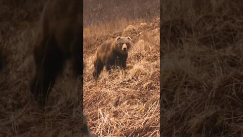 KODIAK Brown Bear BOWHUNT at 12 YARDS!