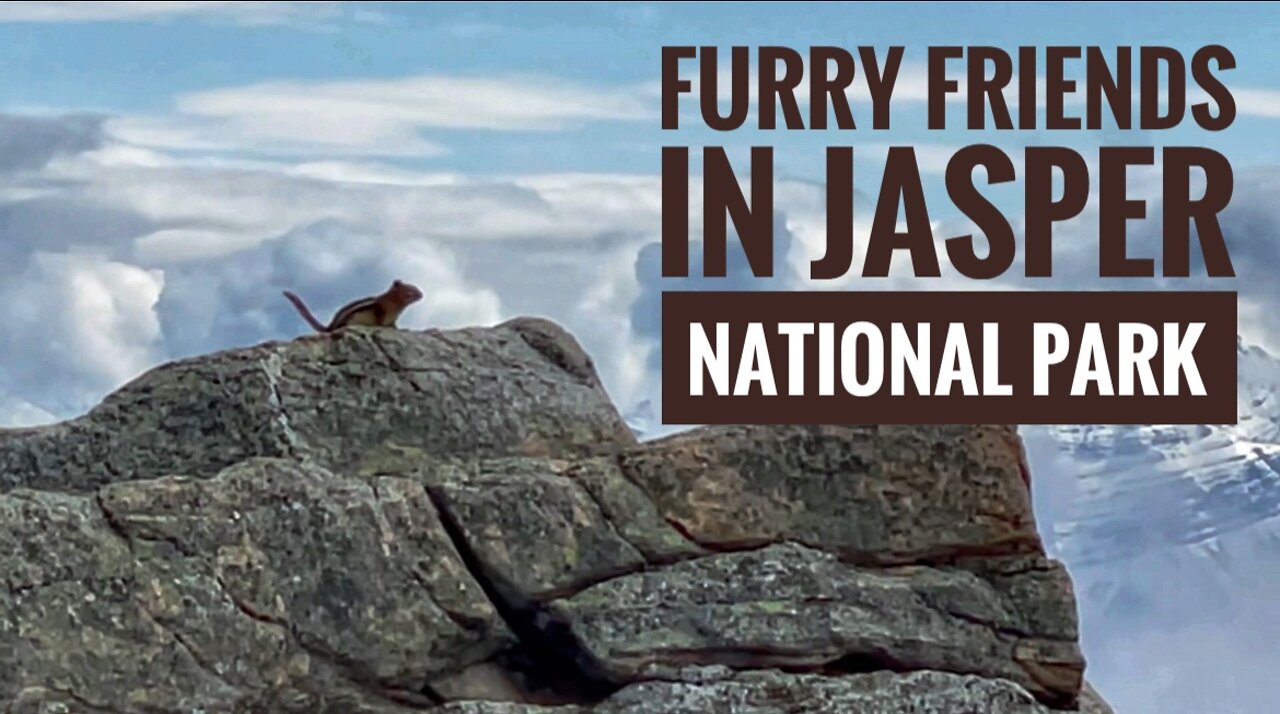 Furry Friends in Jasper National Park