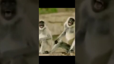 monkey laugh