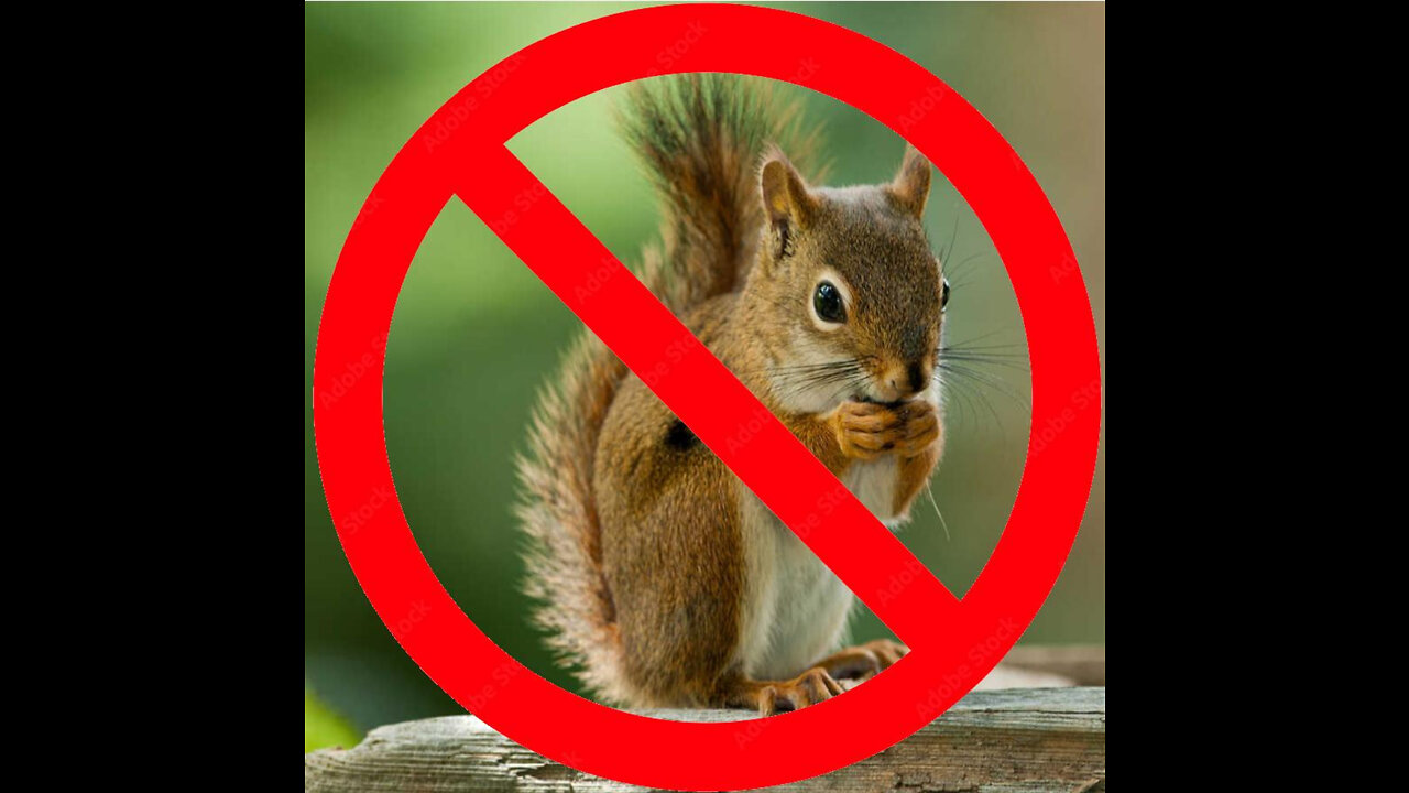 My response to Red Squirrel's disgusting verbal attack of a woman's dead mother.