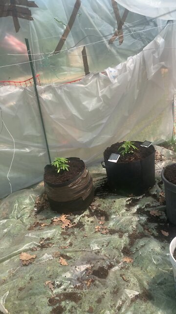 #marijuana dhp greenhouse 5-17-2022