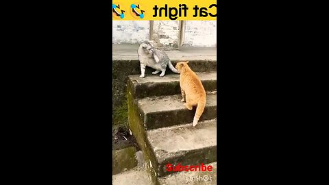 Cat fight