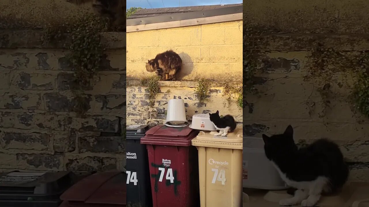 Cats