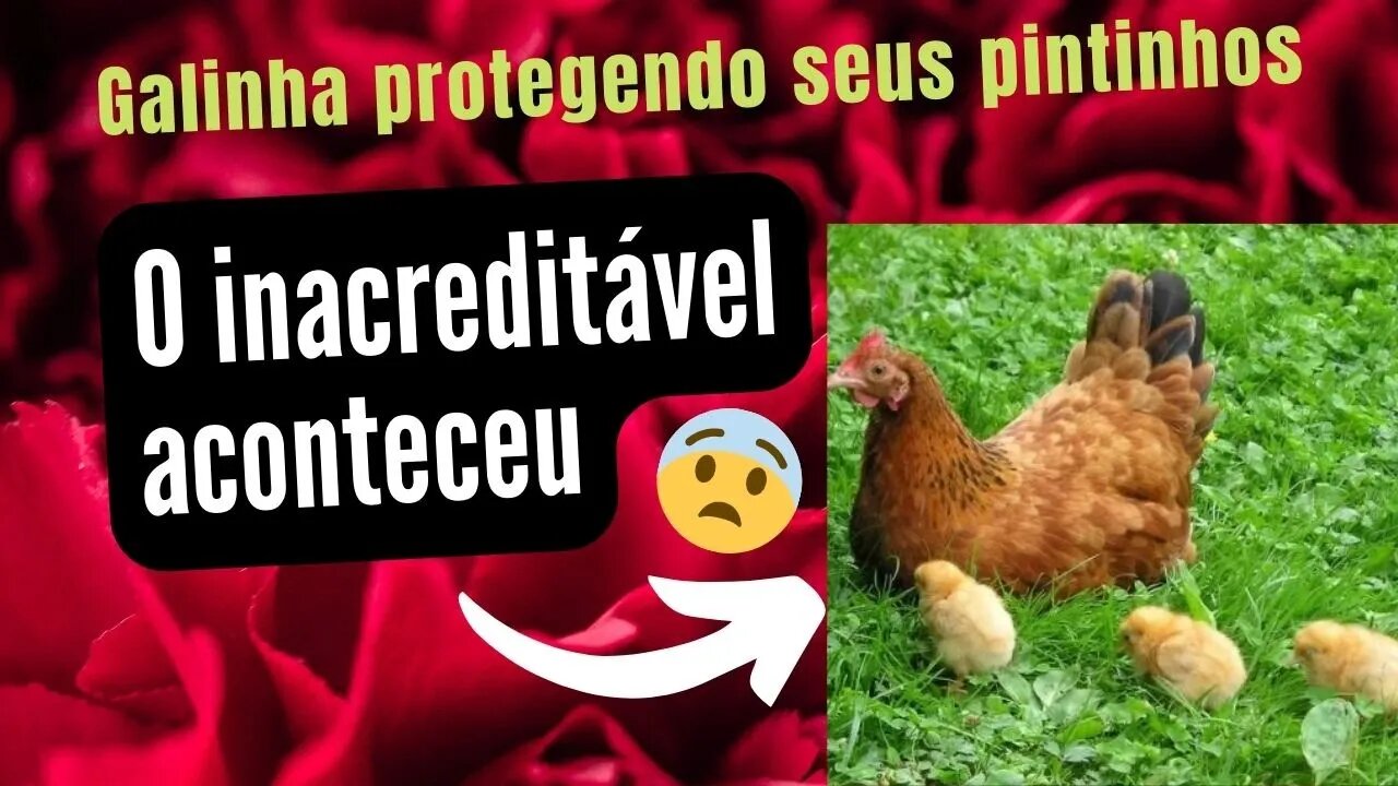 Galinha protegendo seus pintinhos