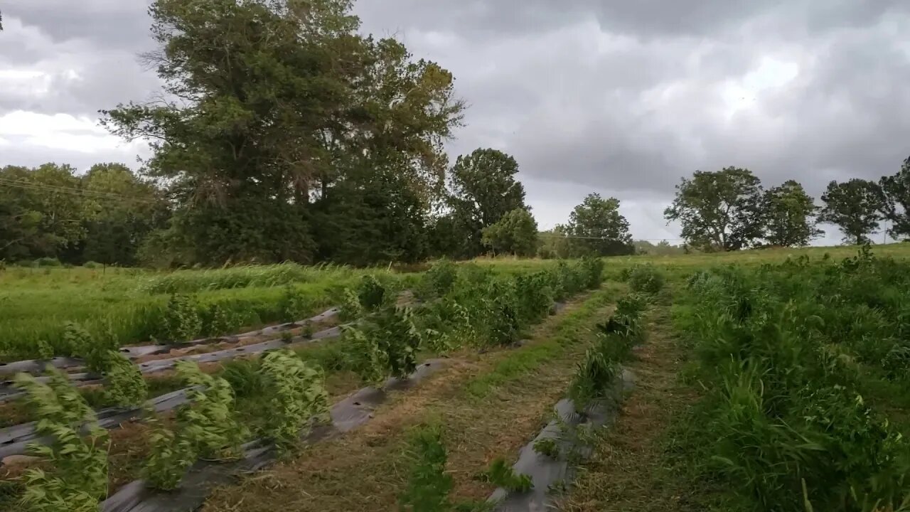 Industrial Hemp @ LU Busby Organic Research farm