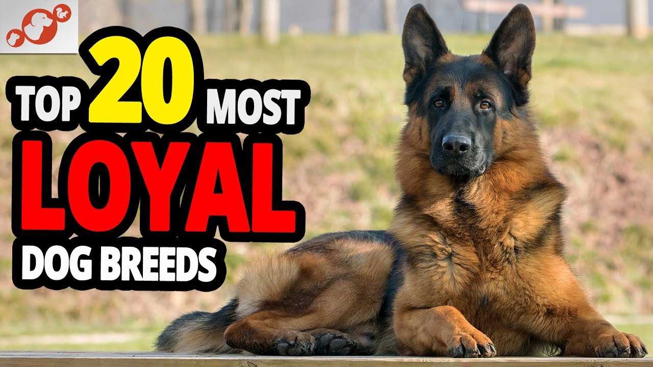 🐕 Most Loyal Dogs – TOP 20 Most Loyal Dog Breeds In The World!