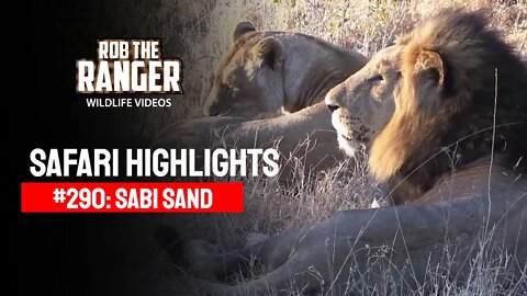 Safari Highlights #290: 05 - 08 Sep 2014 | Sabi Sand Nature Reserve | Latest Wildlife Sightings