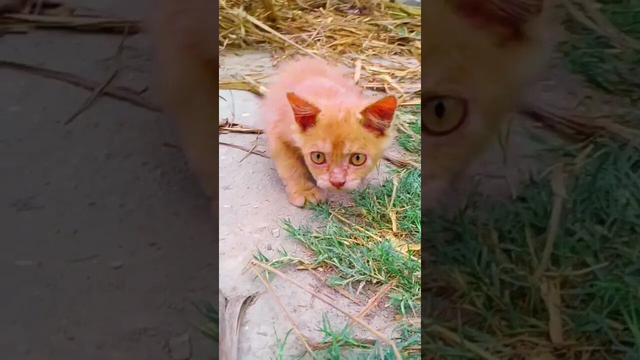 Cute Baby Cat🥰#cats#cutecat#cutecatshorts#pets#cutepets#funnycats#viral#tiktok#viralvideo#funnycat