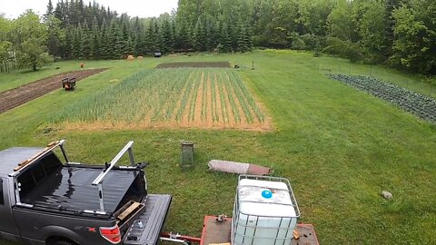 Tomato planting on the farm after a much needed rain!