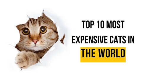 Top 10 Most Expensive Cats in the world