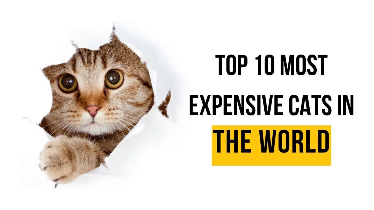 Top 10 Most Expensive Cats in the world