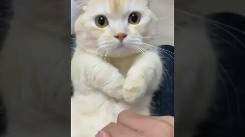 cute cat videos 😹 funny videos 😂 915 😻#shorts #shortsfunny #cutecat #catvideos #cats #catscare #cat