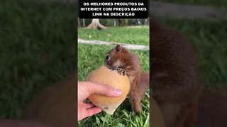 hora do lanche do esquilo