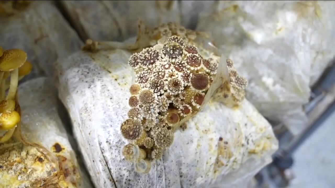 A Colorado company: Former Denver Bronco now functional mushroom farmer