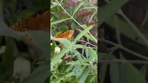 Beautiful Butterflies 🦋