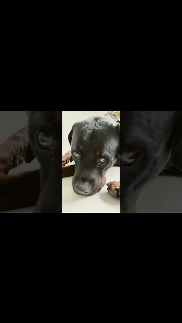 Huge Rottweiler is looking for trouble