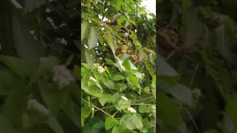 Wild Food