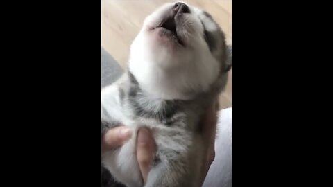 Cute Puppies Howling For the First Time