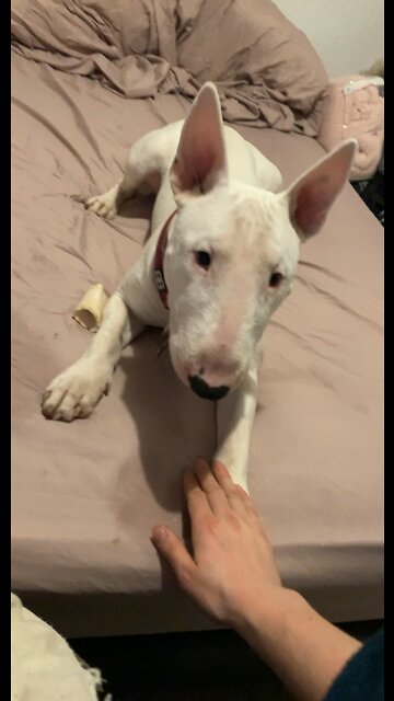 Dog bites hand because he lost at a game