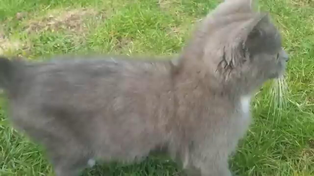 Beautifull cats 🐈 Cling to his owner lap