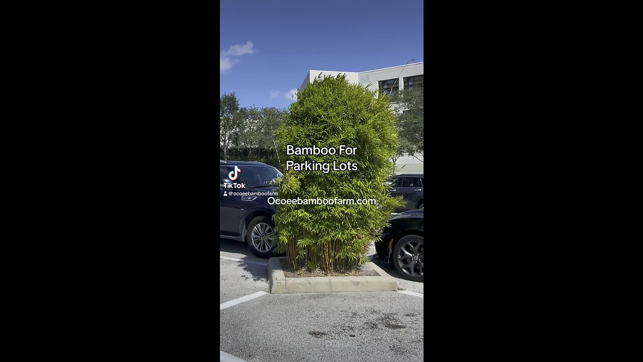 Bamboo For Parking Lot- Create Beautiful Outdoor Spaces. Ocoee Bamboo Farm 407-777-4807