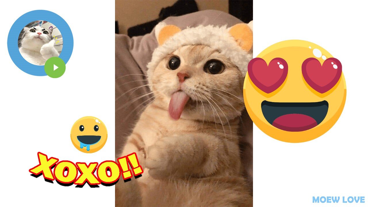 The Ultimate Cat Video Compilation - Guaranteed To Make You Laugh!