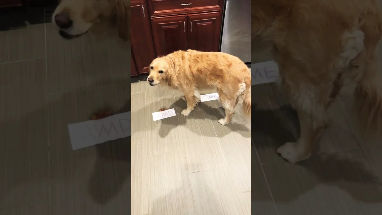 #shorts Snoofer Dog picks a ticker for the $3K Challenge
