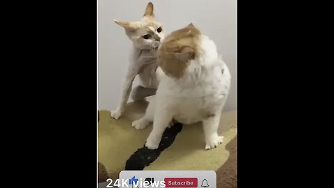 Funny Animal Videos