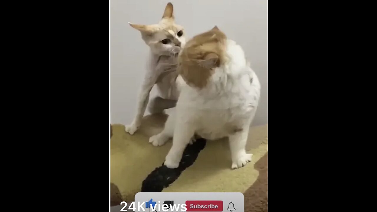 Funny Animal Videos