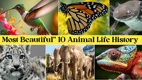 Most Beautiful 10 Animal Life History ||