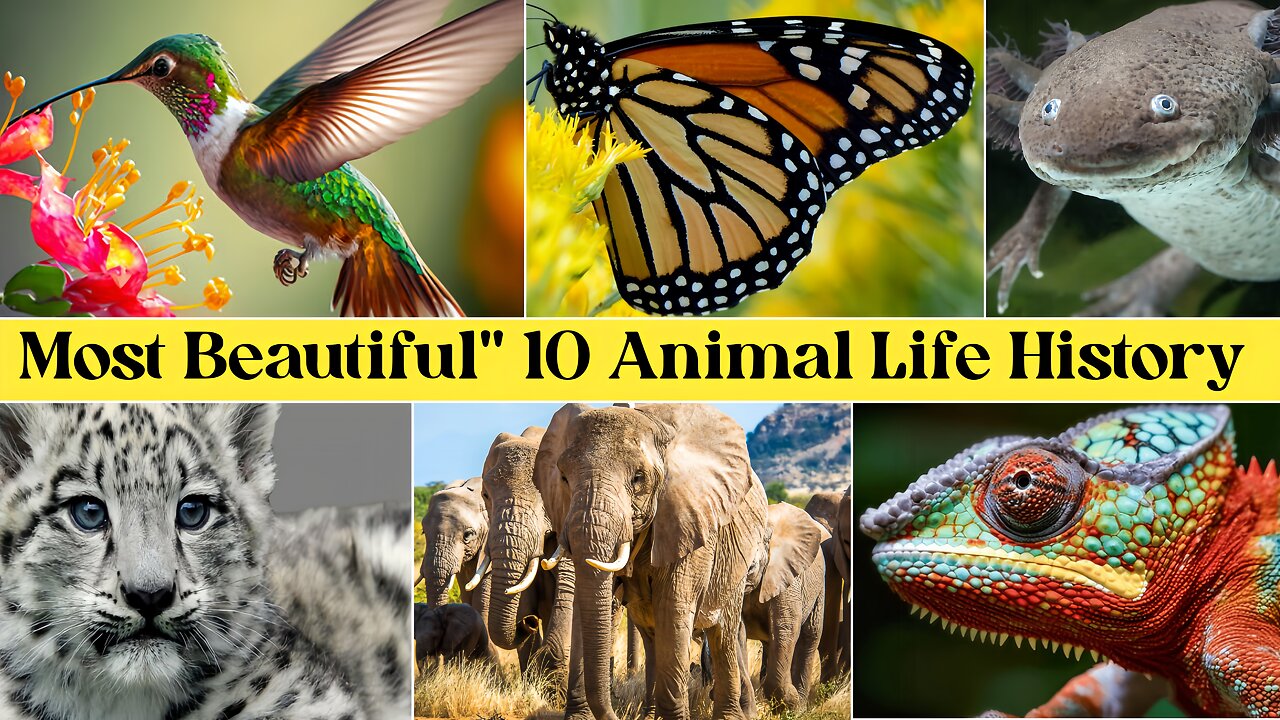 Most Beautiful 10 Animal Life History ||