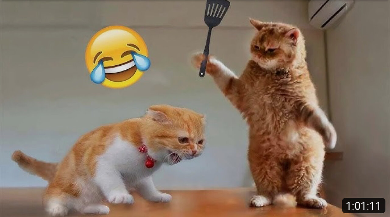 1 Hour of Funniest Animals 2023 - Funniest Cats and Dogs 😹🐶