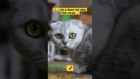 cute cat videos 😹funny videos 😂1313😻#shorts #catvideos #funnycatsvideos #cat #kity #funny_cat #fun