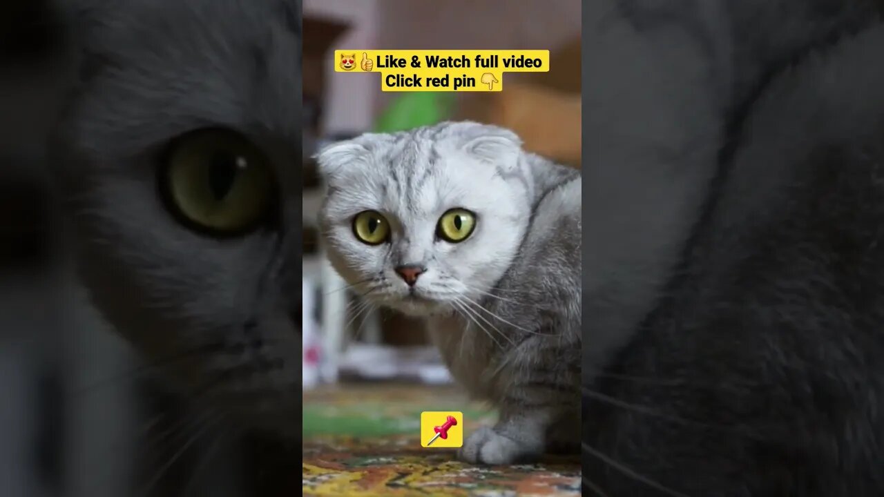 cute cat videos 😹funny videos 😂1313😻#shorts #catvideos #funnycatsvideos #cat #kity #funny_cat #fun